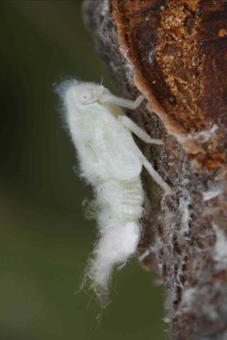 석나원님의 포도 · 병해충상담 작성글 사진