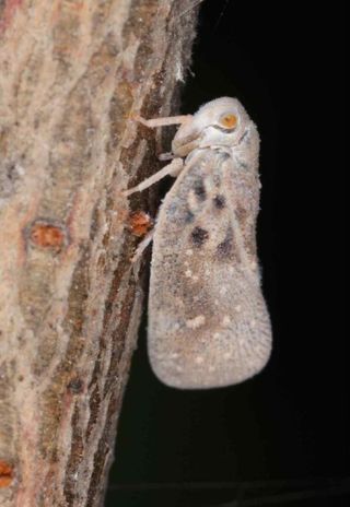 석나원님의 포도 · 병해충상담 작성글 사진