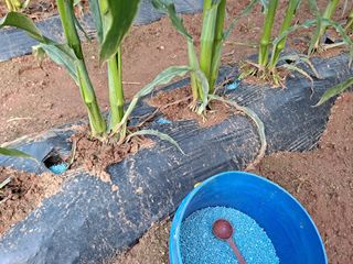 무지개블루베리농장 님의 옥수수 · 자유게시판 작성글 사진