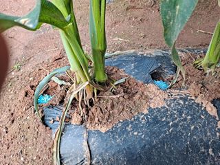 무지개블루베리농장 님의 옥수수 · 자유게시판 작성글 사진