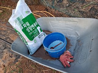 무지개블루베리농장 님의 옥수수 · 자유게시판 작성글 사진