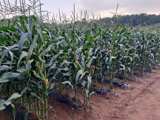 무지개블루베리농장 님의 옥수수 · 자유게시판 작성글 사진