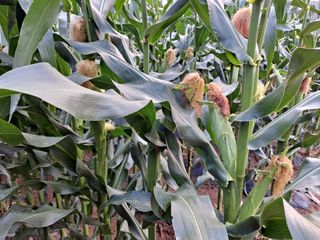 무지개블루베리농장 님의 옥수수 · 자유게시판 작성글 사진