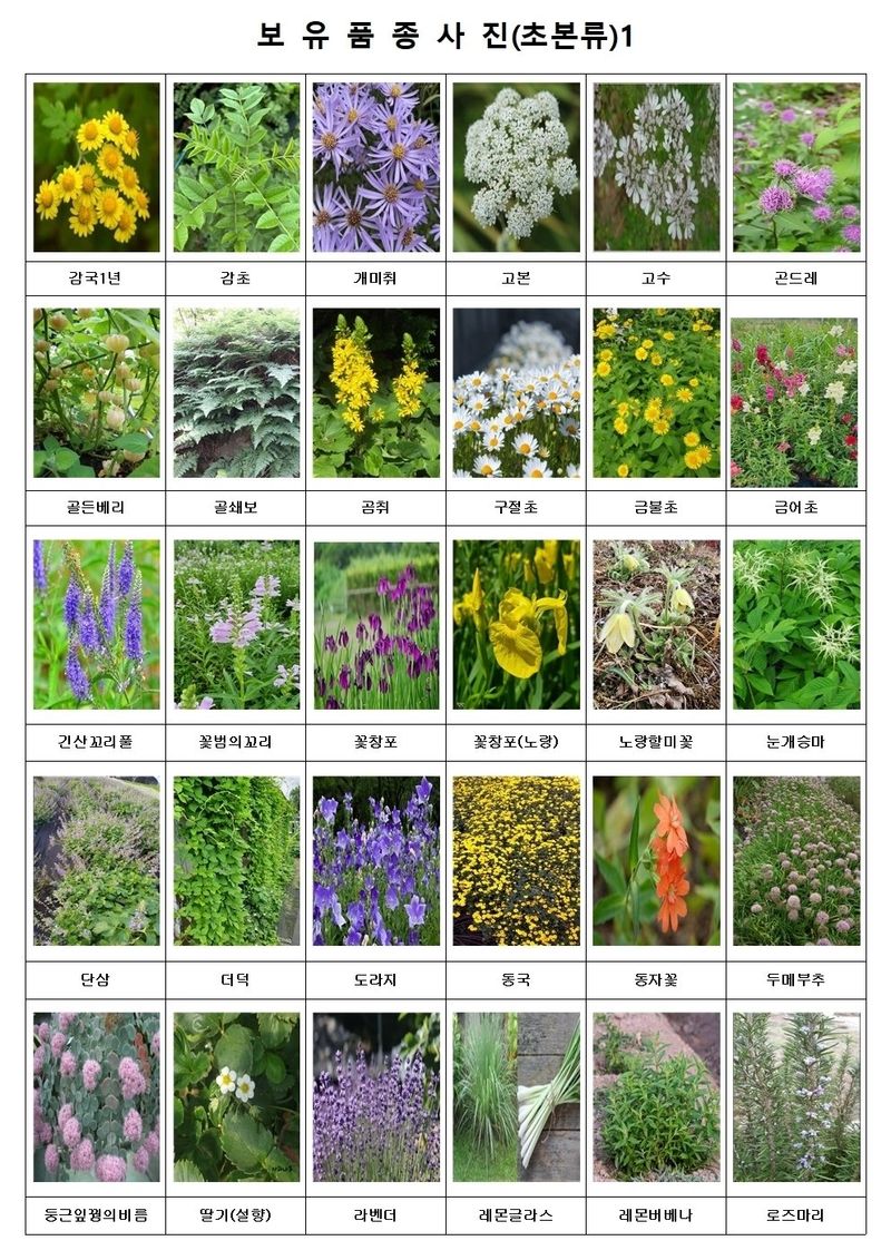 약초원 김종군님의 장터 판매 상품 [자생. 약용식물 모종 판매] 첨부 사진