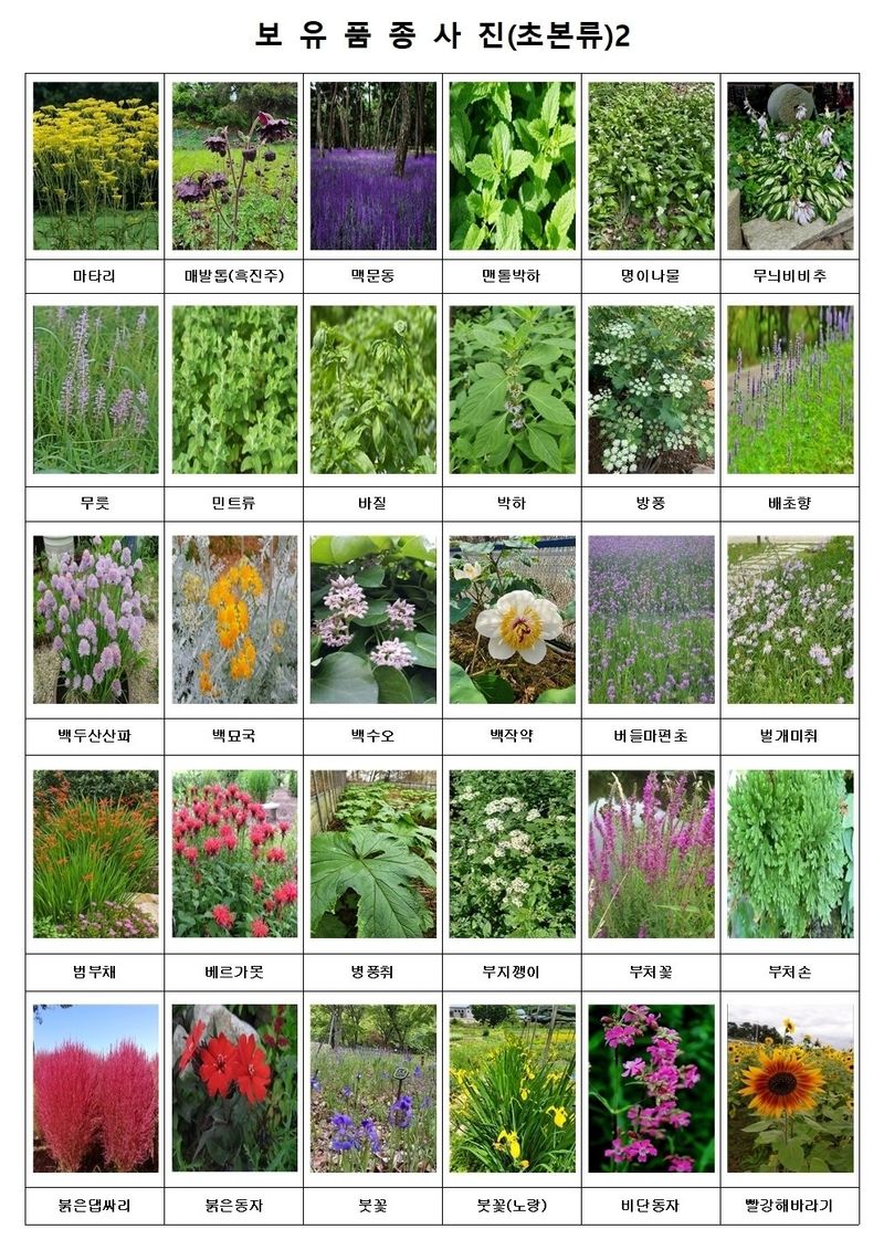 약초원 김종군님의 장터 판매 상품 [자생. 약용식물 모종 판매] 첨부 사진