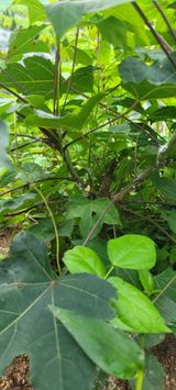 팜모닝 팜모닝 병해충 연구회·병해충상담 게시글 이미지