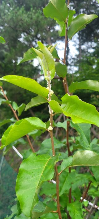 신현덕님의 팜모닝 병해충 연구회 · 병해충상담 작성글 사진