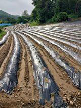 팜모닝 들깨·자유게시판 게시글 이미지