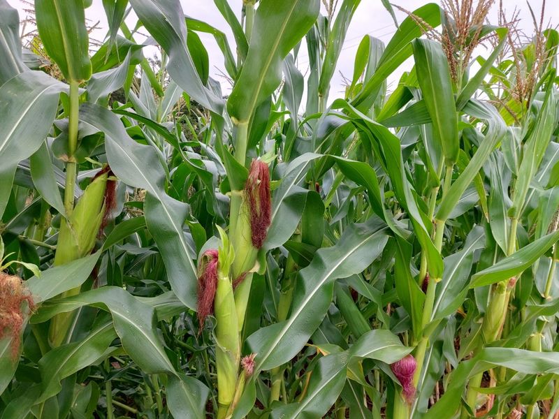 문보라님의 장터 판매 상품 [옥수수] 첨부 사진