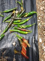 팜모닝 고추·병해충상담 게시글 이미지