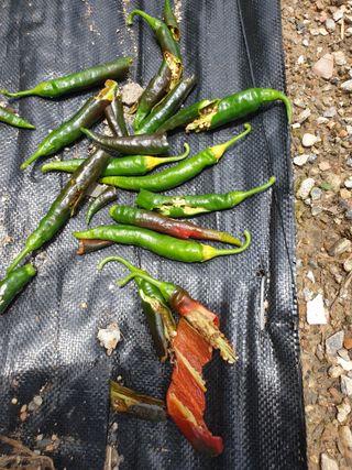 김애자 님의 고추 · 병해충상담 작성글 사진