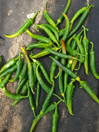 김애자 님의 고추 · 병해충상담 작성글 사진