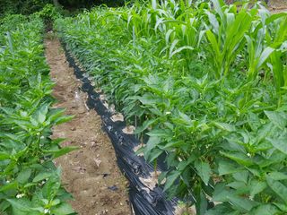 당근한개님의 고추 · 병해충상담 작성글 사진