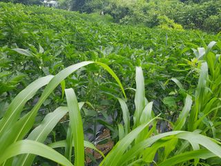 당근한개님의 고추 · 병해충상담 작성글 사진