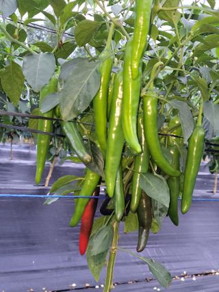 김종옥님의 고추 · 일상 작성글 사진