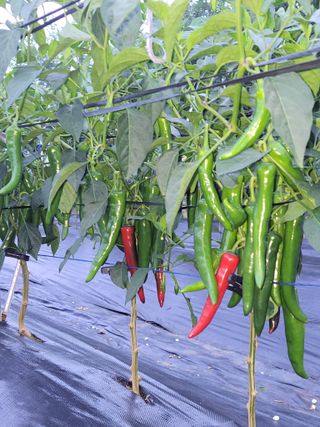 김종옥님의 고추 · 일상 작성글 사진