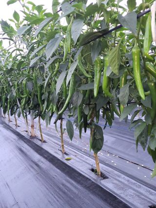 김종옥님의 고추 · 일상 작성글 사진