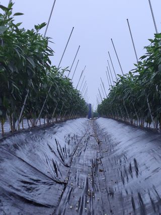 김종옥님의 고추 · 일상 작성글 사진