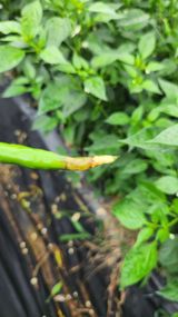 팜모닝 고추·병해충상담 게시글 이미지