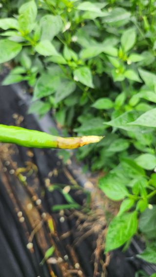 정맨님의 고추 · 병해충상담 작성글 사진