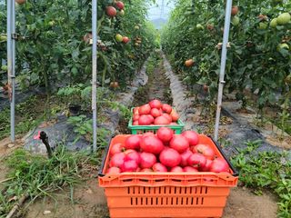 유한양행님의 토마토 · 영농일지 작성글 사진