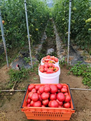 유한양행님의 토마토 · 영농일지 작성글 사진