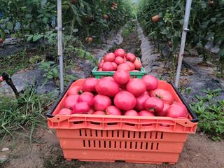 유한양행님의 토마토 · 영농일지 작성글 사진