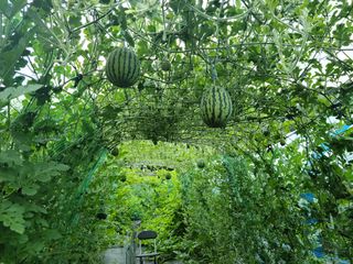 유한양행님의 토마토 · 영농일지 작성글 사진