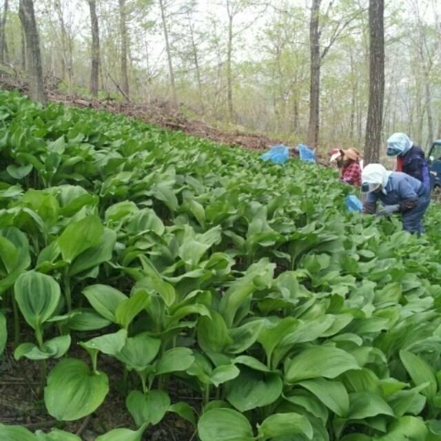 병풍취산채농원님의 장터 판매 상품 [가을심기 산마늘 곰취  병풍취 눈개승마] 첨부 사진