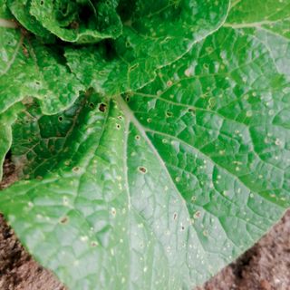 초록하늘별님의 배추 · 병해충상담 작성글 사진