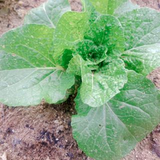 초록하늘별님의 배추 · 병해충상담 작성글 사진