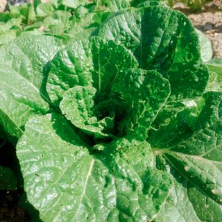 초록하늘별님의 배추 · 병해충상담 작성글 사진