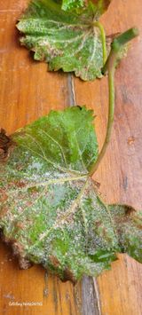 팜모닝 포도·병해충상담 게시글 이미지