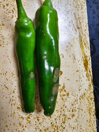 김진영님의 고추 · 병해충상담 작성글 사진