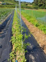 팜모닝 최고의 제초제는 무엇인가요?·참여 게시글 이미지