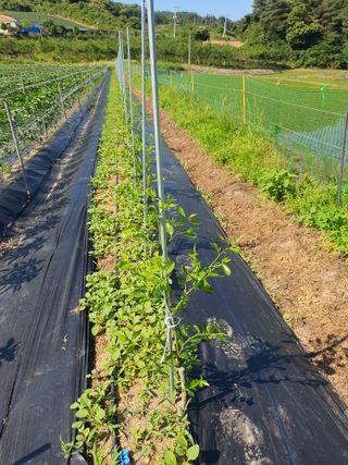 박병철님의 최고의 제초제는 무엇인가요? · 참여 작성글 사진