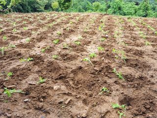 손병만님의 들깨 · 자유게시판 작성글 사진