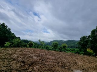 손병만님의 들깨 · 자유게시판 작성글 사진