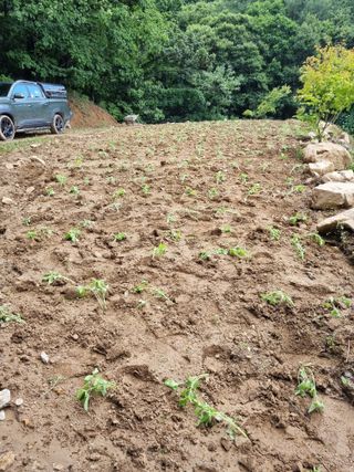 손병만님의 들깨 · 자유게시판 작성글 사진