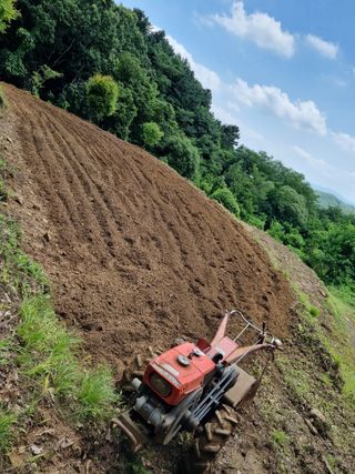 손병만님의 들깨 · 자유게시판 작성글 사진