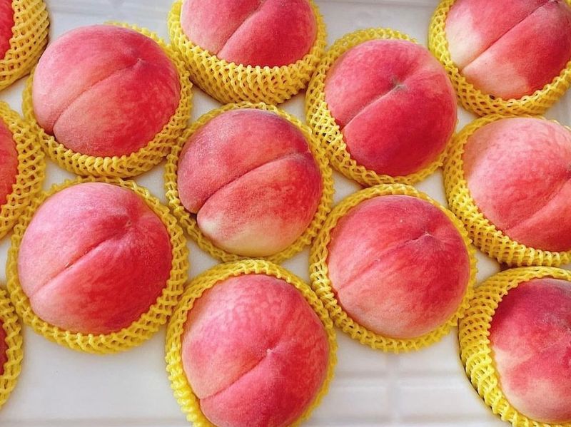 장터 상품 [마도카 (백도)복숭아 3년생 결실주 포트묘] 썸네일