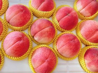 일심묘목농원님의 작성글 사진