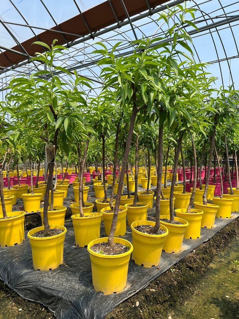 일심묘목농원님의 장터 판매 상품 [마도카 (백도)복숭아 3년생 결실주 포트묘] 첨부 사진