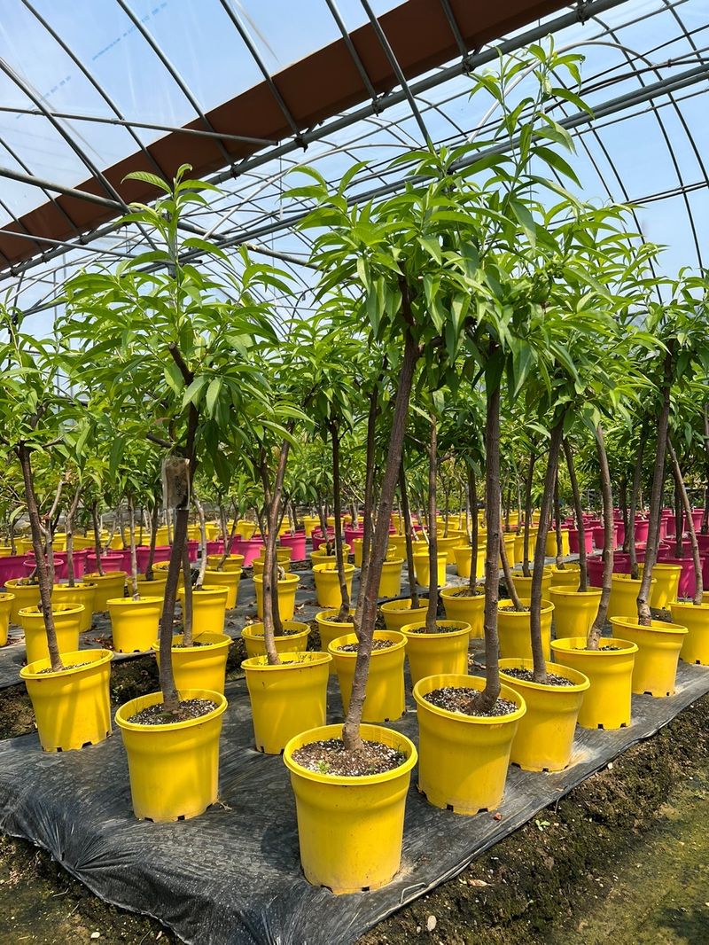 일심묘목농원님의 장터 판매 상품 [마도카 (백도)복숭아 3년생 결실주 포트묘] 첨부 사진