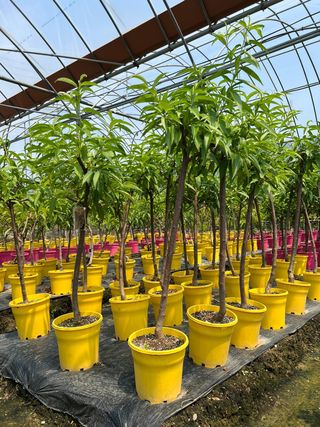 일심묘목농원님의 작성글 사진