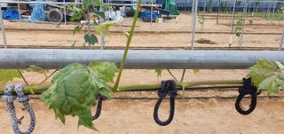 kingcar님의 포도 · 병해충상담 작성글 사진