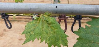 kingcar님의 포도 · 병해충상담 작성글 사진