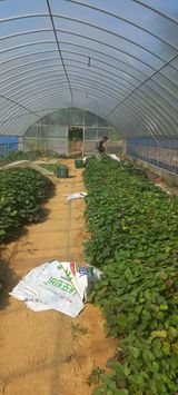 팜모닝 고구마·병해충상담 게시글 이미지