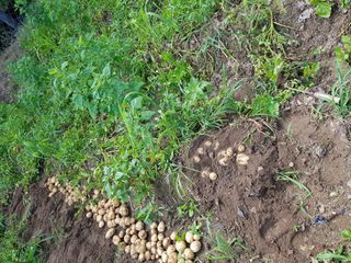 당근한개님의 기타작물 · 자유게시판 작성글 사진