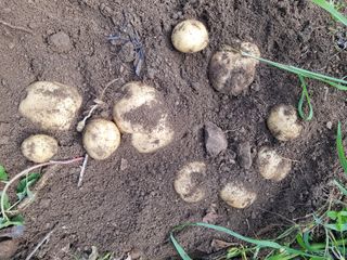 당근한개님의 기타작물 · 자유게시판 작성글 사진